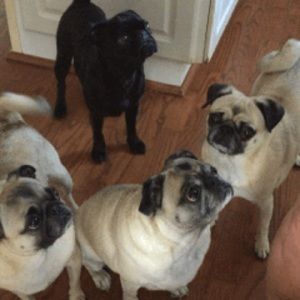 Meet your Posher, Lucien